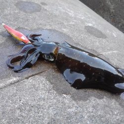 エギング秋シーズン開幕